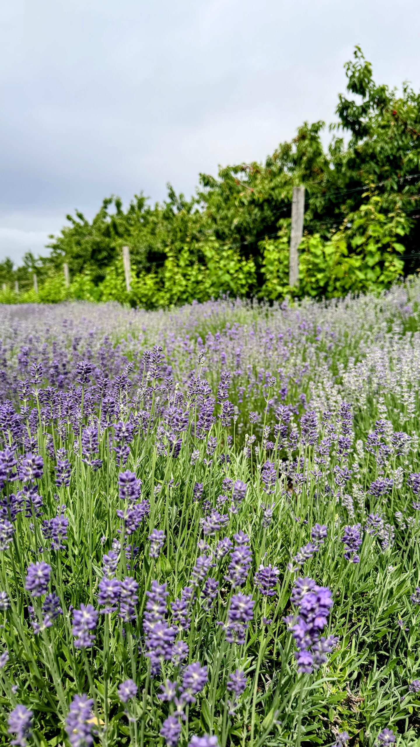 Lavender Field